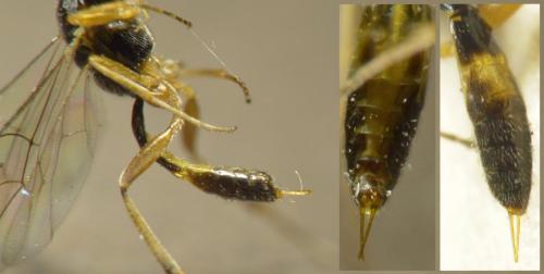 Réf. 217 363 : Mesochorinae inconnu